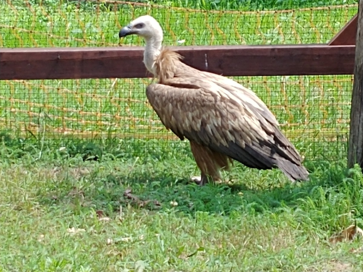 Sęp odzyska wolność w Bieszczadach  FOTO - Zdjęcie główne