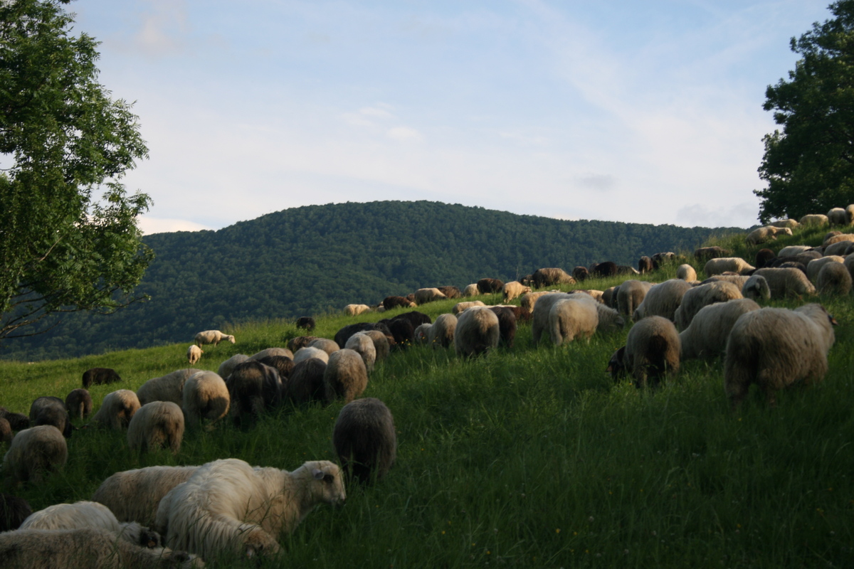 Bieszczady w obiektywie: z wizytą na połoninach - Zdjęcie główne