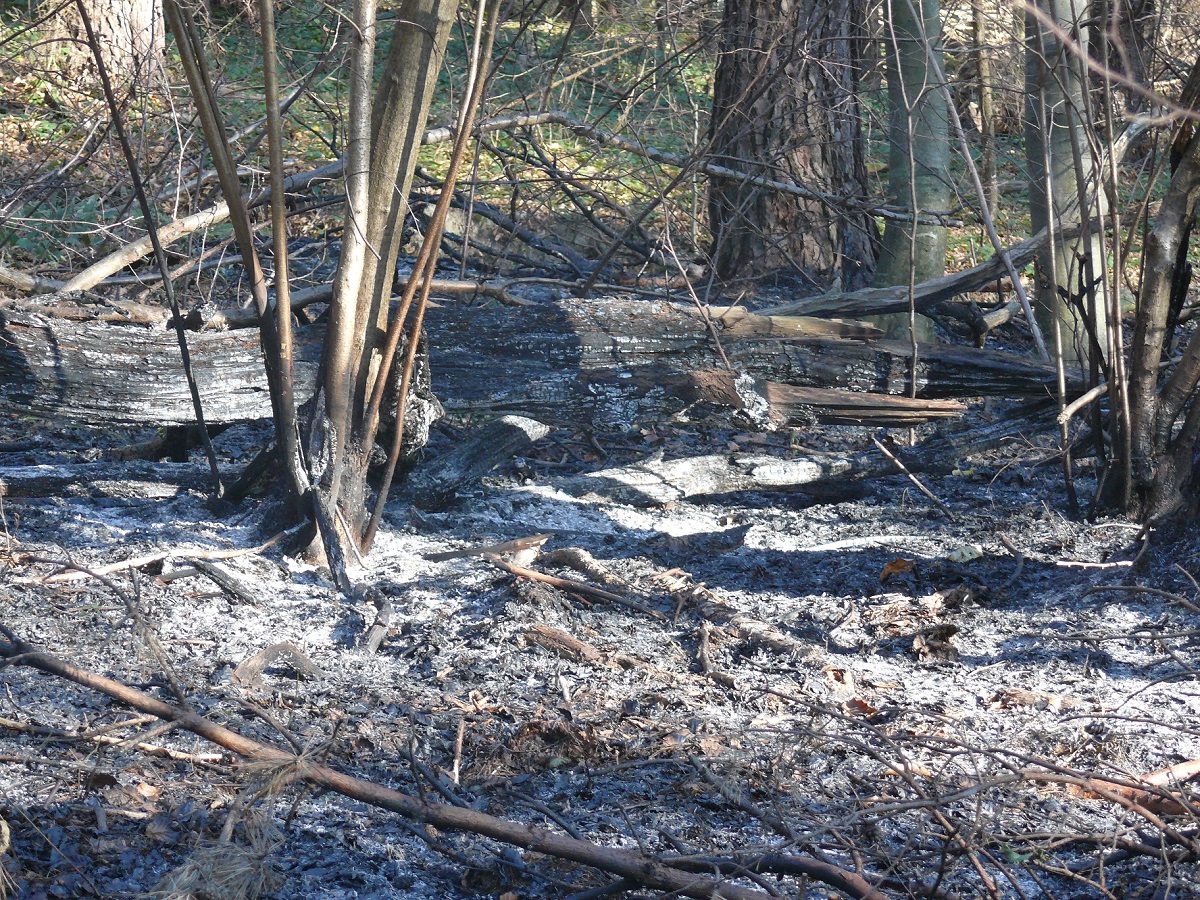 NADLEŚNICTWO BALIGRÓD: W Woli Górzańskiej palił się las FOTO [AKTUALIZACJA] - Zdjęcie główne