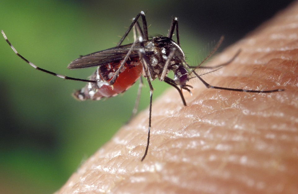 Tego lata wyjątkowo dużo komarów. Jak z nimi walczyć? - Zdjęcie główne
