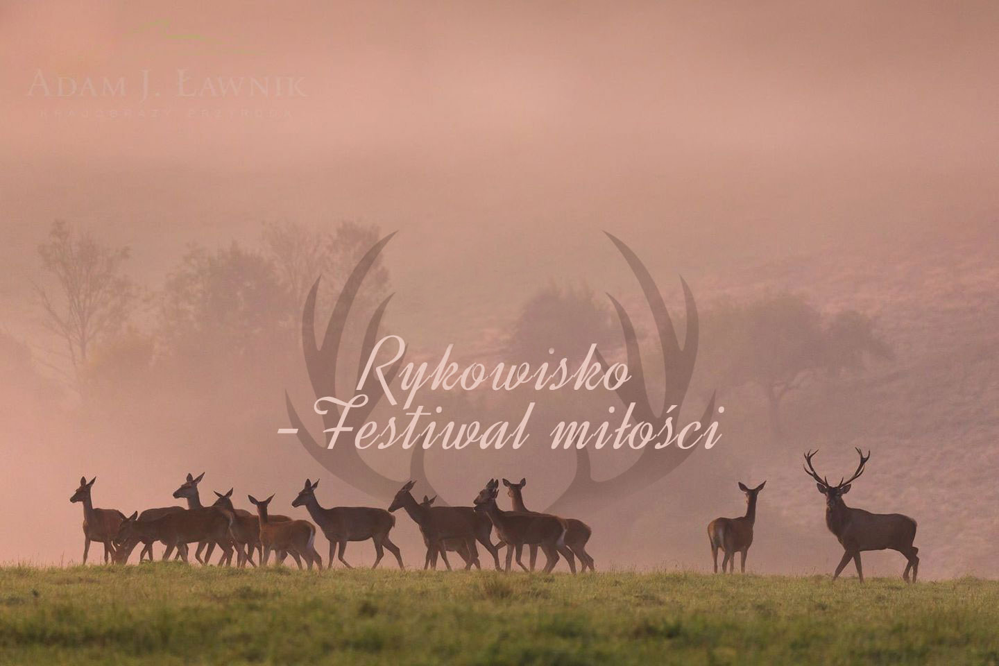 Konkurs multimedialny - fotografia i film  "Rykowisko - festiwal miłości" - Zdjęcie główne