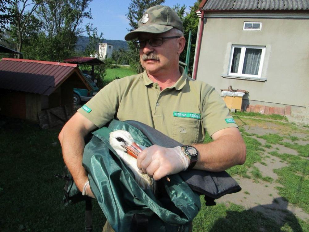 Uratowali bociany  - Zdjęcie główne