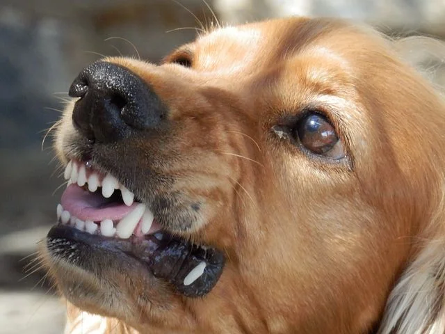Podkarpacka policja apeluje: Zaatakował Cię pies? Nie panikuj! - Zdjęcie główne