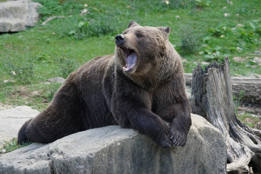 Atak niedźwiedzia na leśniczego w Bieszczadach. Mężczyzna jest poważnie ranny - Zdjęcie główne