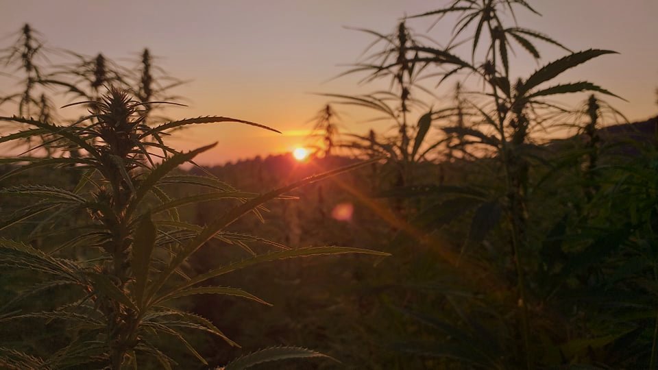 Sanoczanka oswaja temat konopi w naszym powiecie. Odwiedziliśmy ją na magicznym polu w Bykowcach [ZDJĘCIA+WIDEO] - Zdjęcie główne