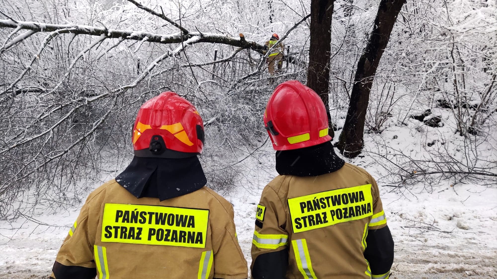 SANOK: Ciężki śnieg powalił drzewo na Kiczurach [FOTO+VIDEO] - Zdjęcie główne