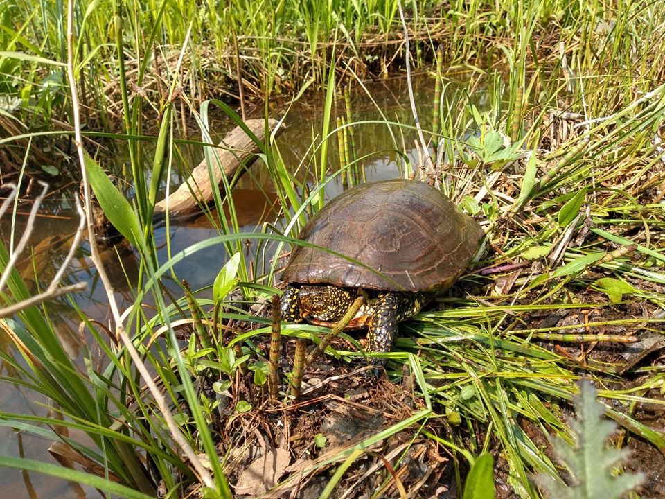BIESZCZADY: SENSACJA! Zobacz jakie zwierzę tam bytuje! [FOTO] - Zdjęcie główne