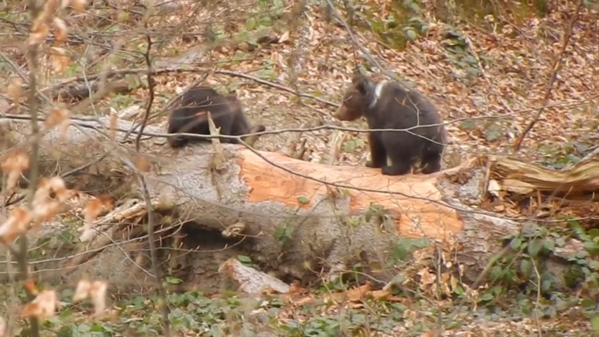 Małe niedźwiadki z Bieszczad [FILM] - Zdjęcie główne