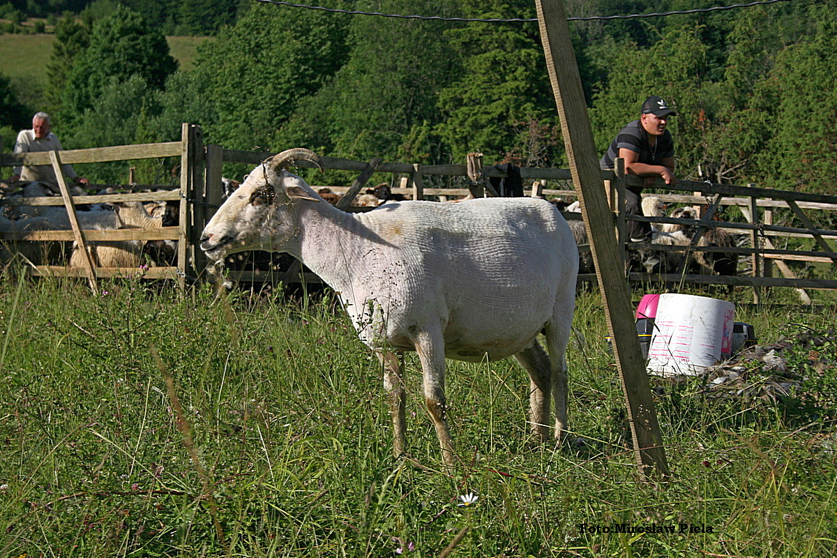 Bieszczady w obiektywie: strzyżenie owiec na połoninach FOTO i VIDEO - Zdjęcie główne