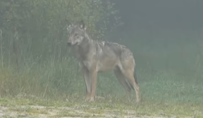 BIESZCZADY: Bliskie spotkanie z wilkiem VIDEO - Zdjęcie główne