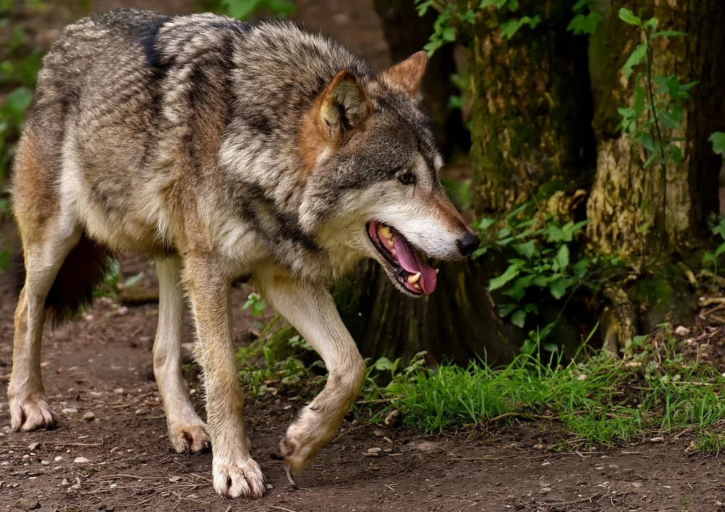 Wilki coraz poważniejszym problemem mieszkańców Podkarpacia - Zdjęcie główne