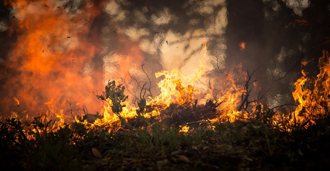 Spłonęło ponad 230 hektarów lasu na Podkarpaciu. Czeka nas scenariusz australijski? [WYWIAD] - Zdjęcie główne