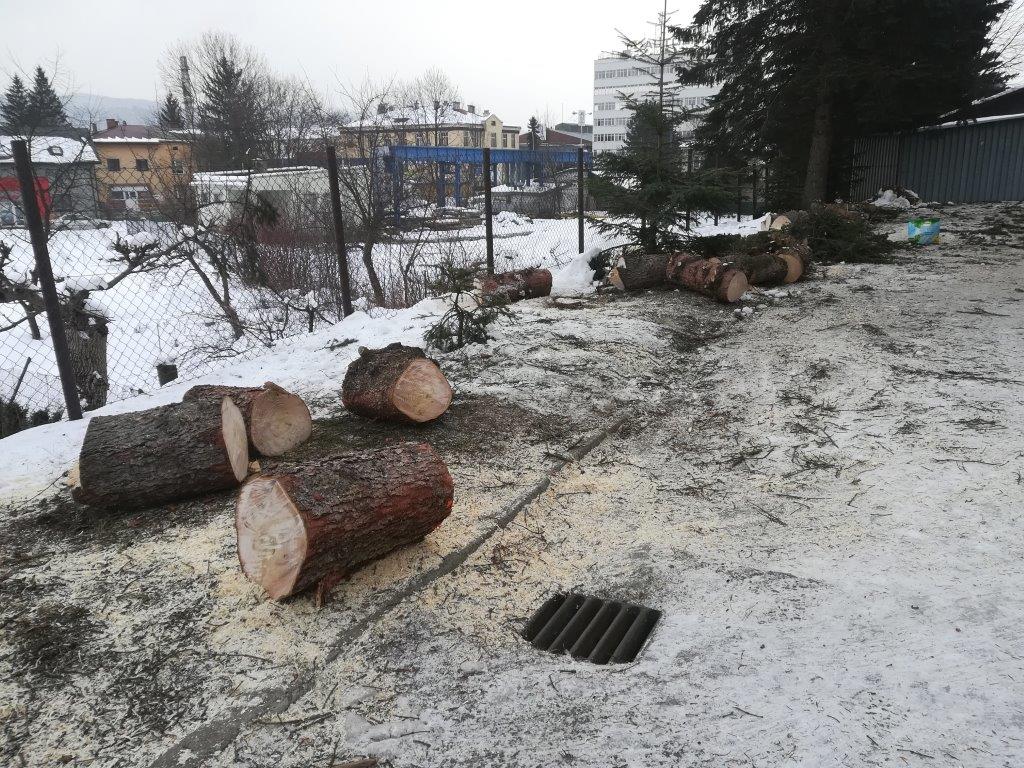 Wycinka drzew w Sanoku obok SP nr 3 na Posadzie [ZDJĘCIA] - Zdjęcie główne