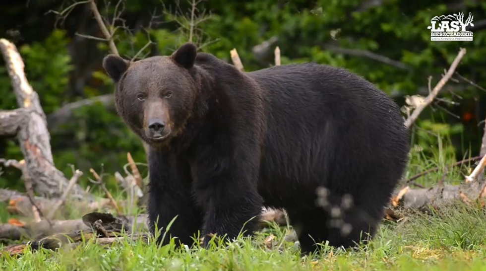 Spotkanie z niedźwiedziem podleśniczego z Leśnictwa Sokoliki w Nadleśnictwie Stuposiany   - Zdjęcie główne