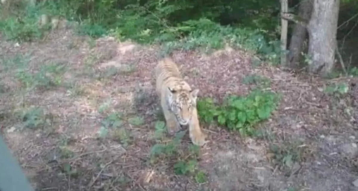 Z ukraińskiego zoo uciekł tygrys. Policja ostrzega że może być nieopodal Bieszczadów! - Zdjęcie główne