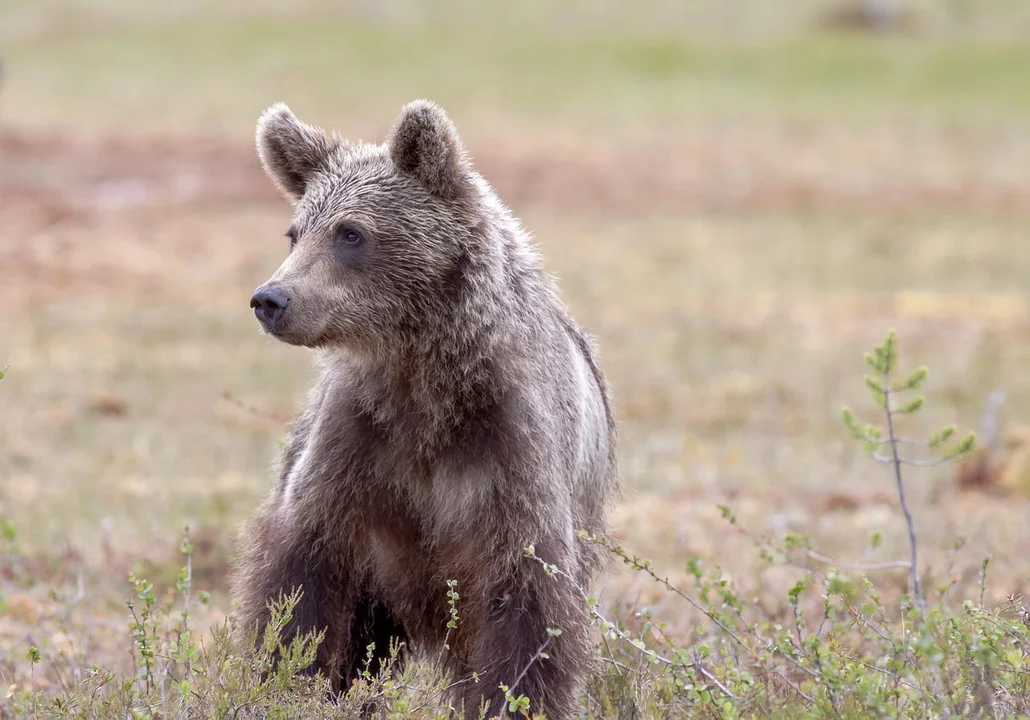 Niedźwiedzica niepokojąca mieszkańców gminy Sanok została odłowiona - Zdjęcie główne