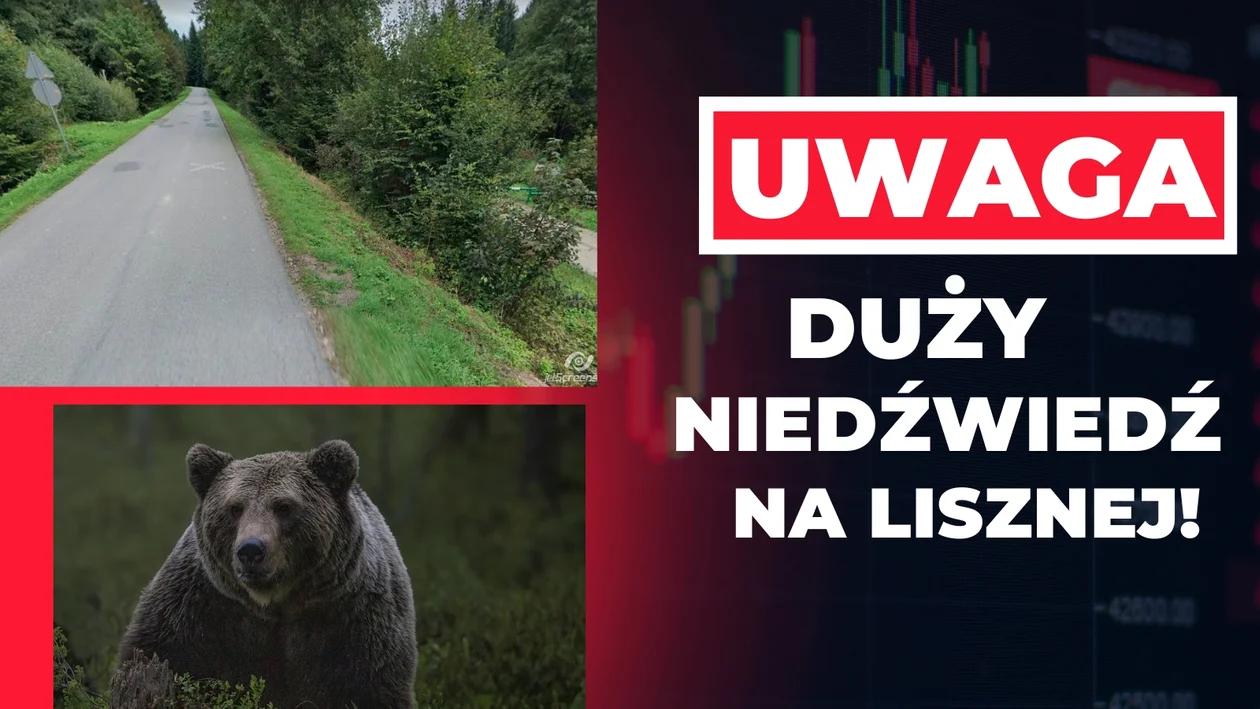 UWAGA! Duży niedźwiedź chodzi we wsi Liszna! Widziany był teraz na drodze przed górką! - Zdjęcie główne