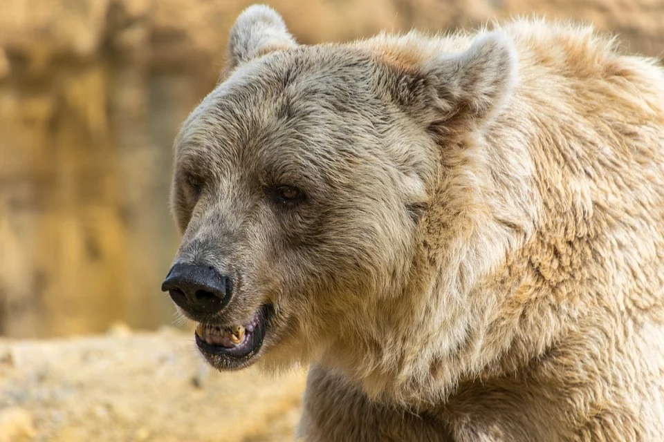Bieszczady. W gminie Czarna niedźwiedzie niszczą pasieki i podchodzą blisko zabudowań - Zdjęcie główne