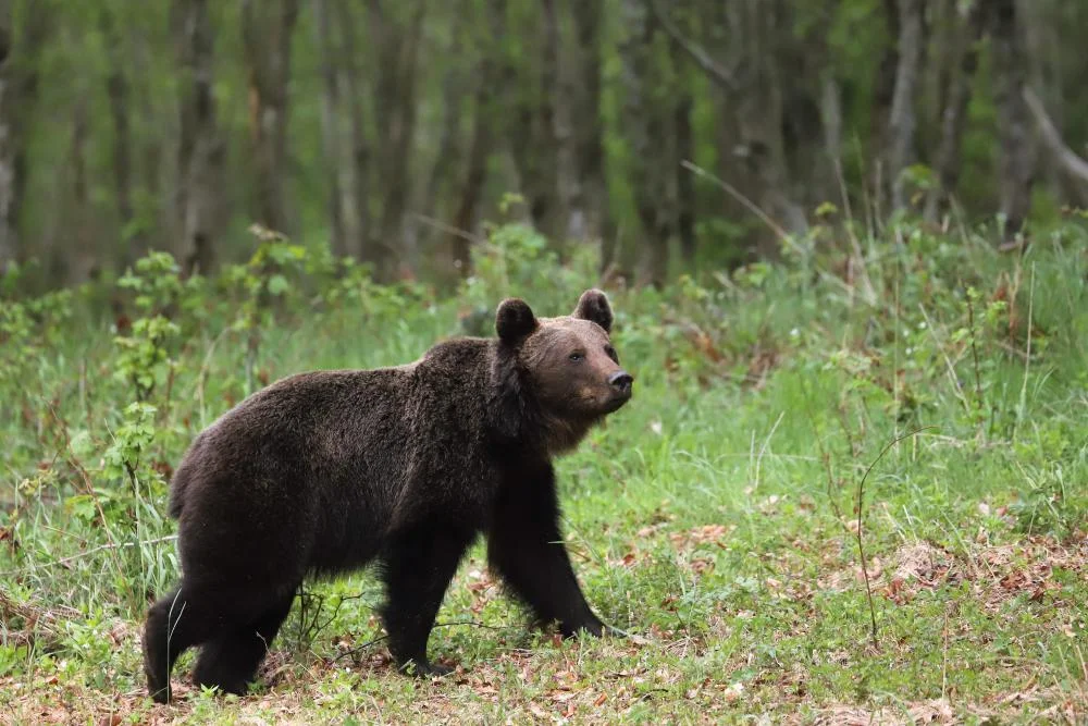 Turyści spotkali na Sinych Wirach agresywnego niedźwiedzia! [ZDJĘCIA] - Zdjęcie główne