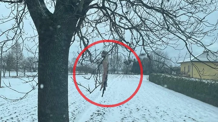 NIEPOJĘTE! Ktoś powiesił kota na drzewie! Miłośnicy zwierząt proszą o pomoc w ustaleniu sprawcy - Zdjęcie główne