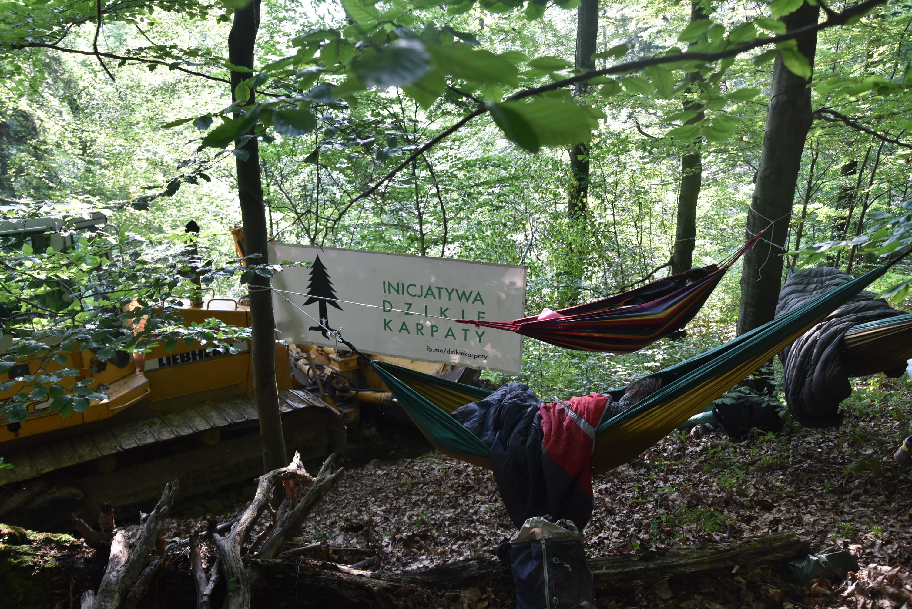 Spór pomiędzy Inicjatywą Dzikie Karpaty a leśnikami nadal trwa  - Zdjęcie główne