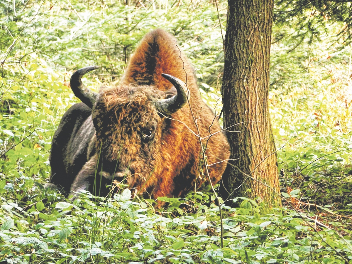 Żubr - król bieszczadzkich lasów - Zdjęcie główne