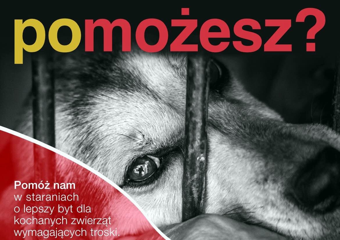 Kojce sanockiego przytuliska dla zwierząt wymagają remontu. Możemy pomóc społecznikom! - Zdjęcie główne