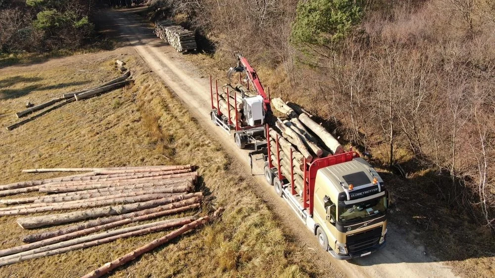 Lasów na Podkarpaciu jest coraz więcej. Ile drewna pozyskano w minionym roku i ile go sprzedano? - Zdjęcie główne
