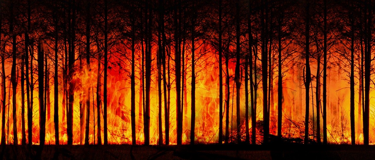 Płonie 40 hektarów lasu na Podkarpaciu! - Zdjęcie główne