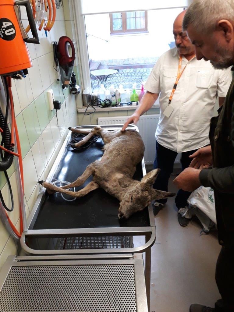 Akcja Kłusownik-19 ratuje sarnę i bociana  - Zdjęcie główne