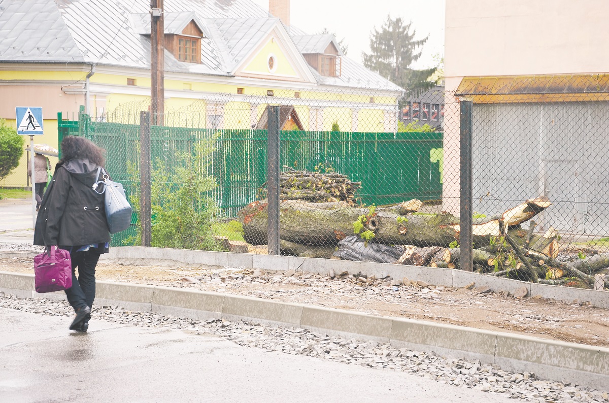 Co stało się z kasztanami na ulicy Żwirki i Wigury w Sanoku? - Zdjęcie główne