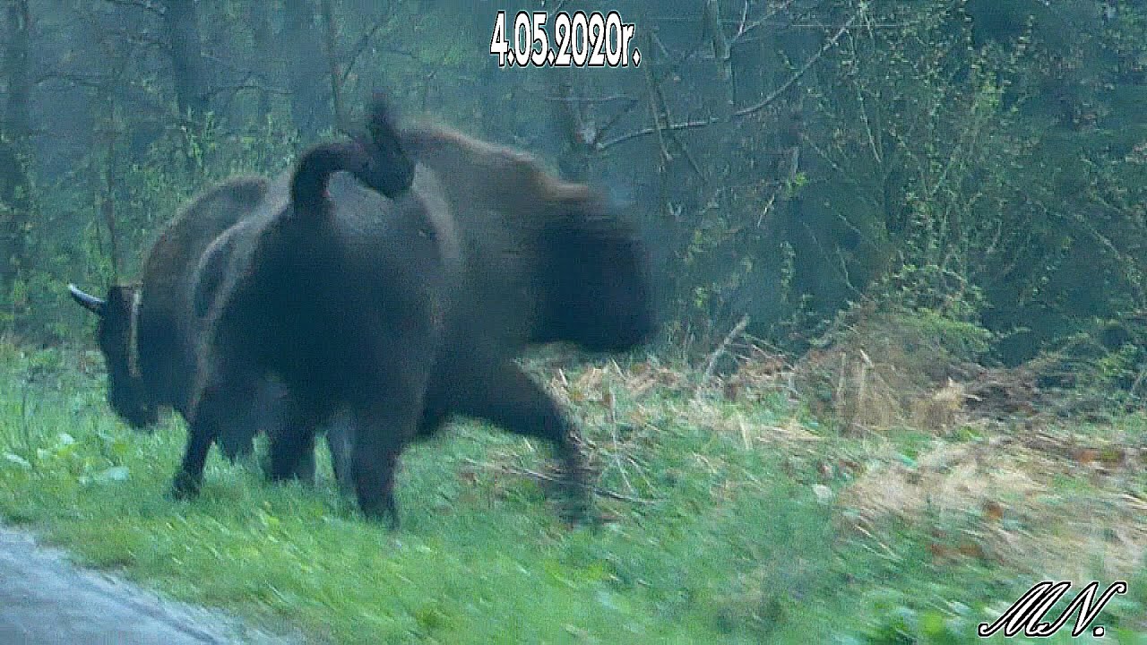 BIESZCZADY. Żubry wyszły na drogę [VIDEO] - Zdjęcie główne