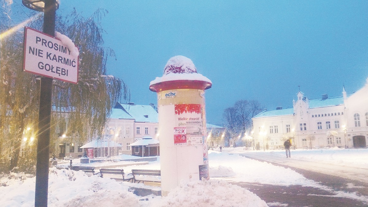 Zakaz dokarmiania gołębi oburzył mieszkanców Sanoka - Zdjęcie główne