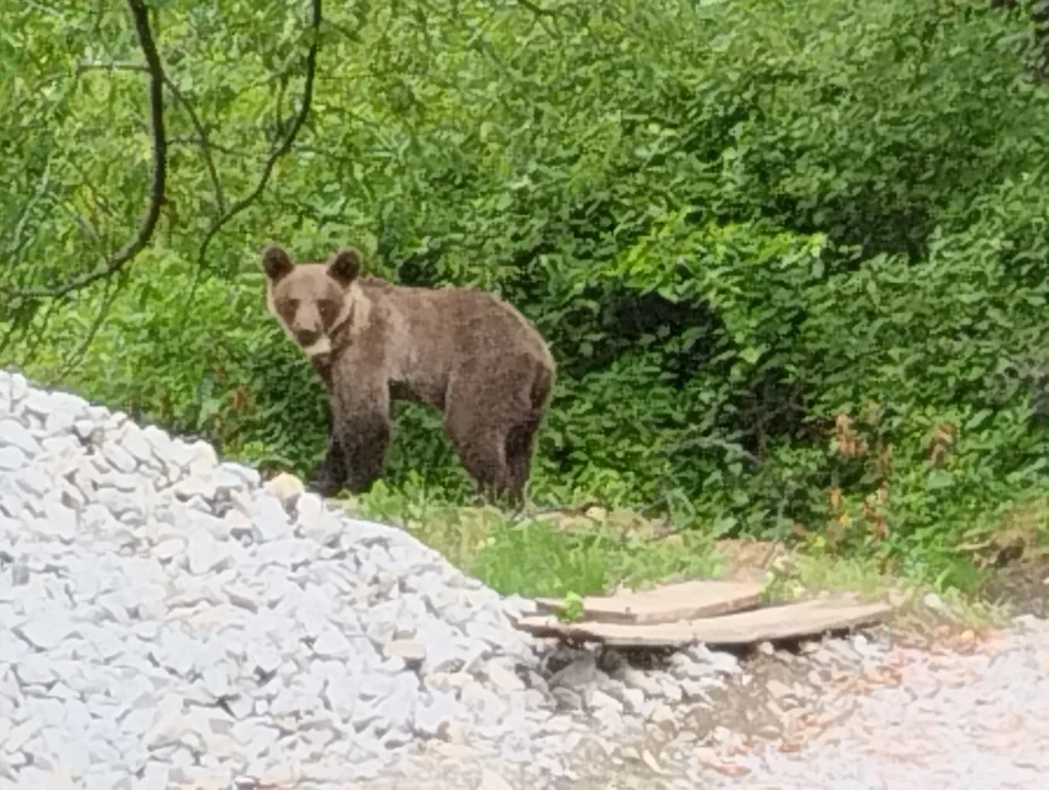 Niedźwiedź w okolicy Studni Królewskiej  - Zdjęcie główne