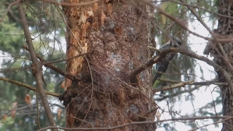 Bieszczadzki unikatowy dzięcioł [VIDEO] - Zdjęcie główne