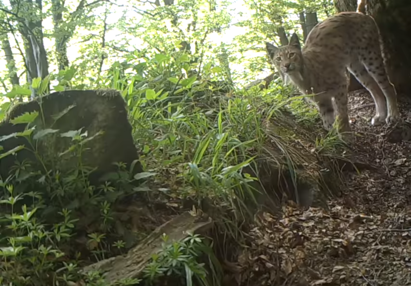 BIESZCZADY. Piękny RYŚ nagrany przez leśników [VIDEO] - Zdjęcie główne