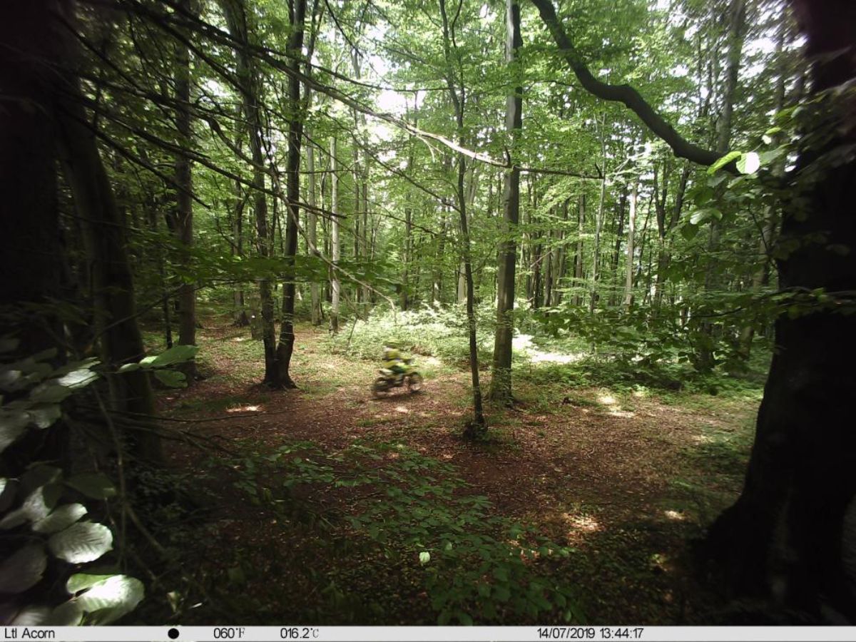Nagminne łamanie przepisów leśnych - Zdjęcie główne