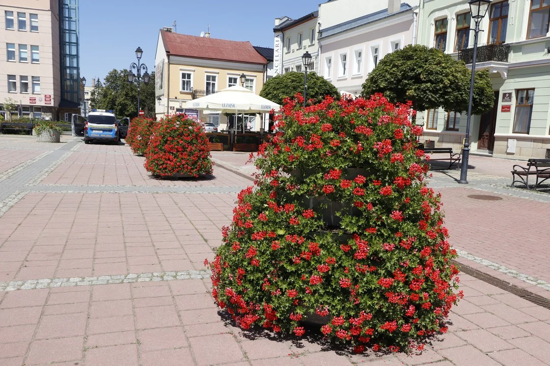 Walka z "betonozą" na sanockim Rynku. Przybyło zieleni i kwiatów  [ZDJĘCIA] - Zdjęcie główne