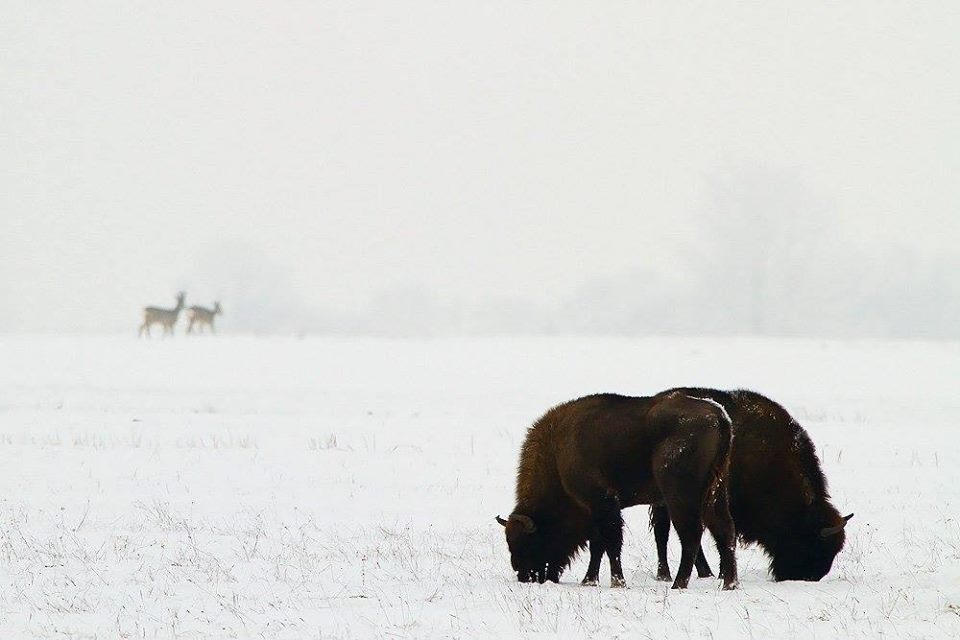 Okres dokarmiania żubrów rozpoczyna się późną jesienią, ale najtrudniejszy czas trwa od grudnia do marca - Zdjęcie główne
