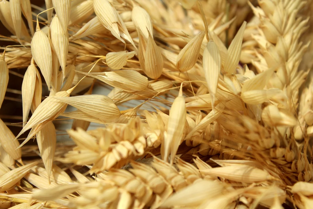 W województwie podkarpackim wzrosły ceny zbóż paszowych w skupach - Zdjęcie główne