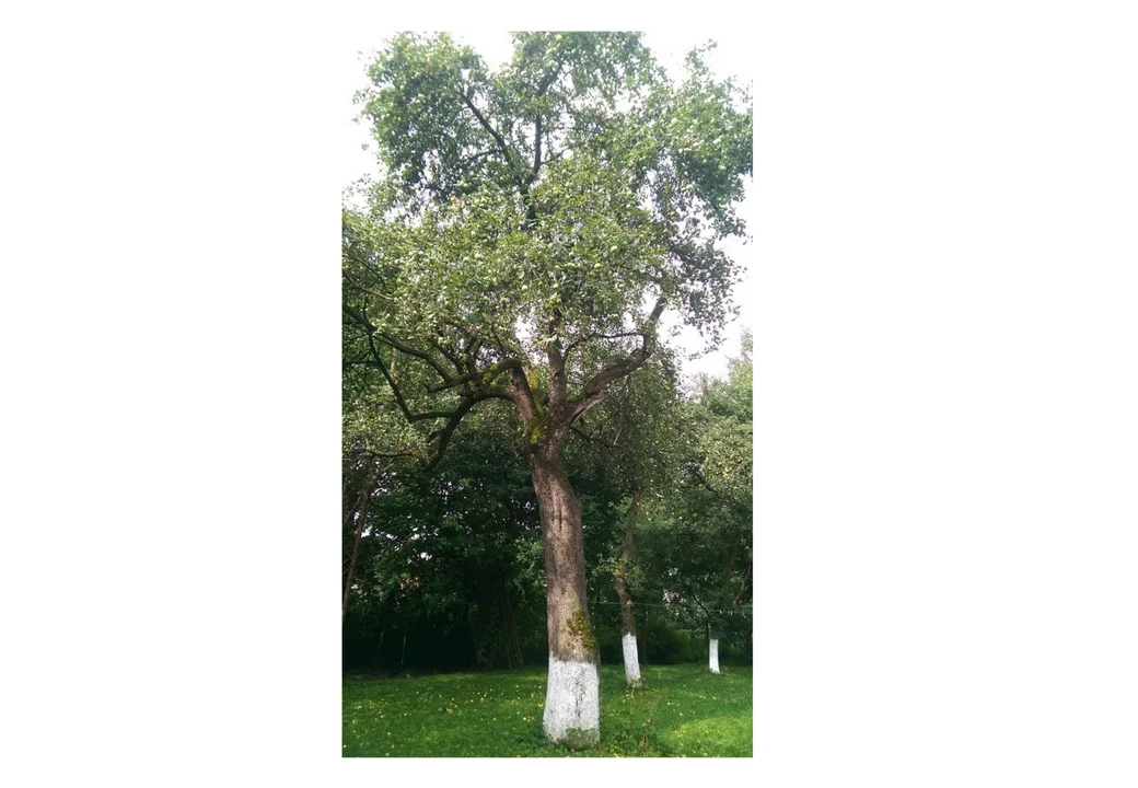 Jabłoń „Felicja” w finale konkursu „Drzewo Roku 2022” - Zdjęcie główne