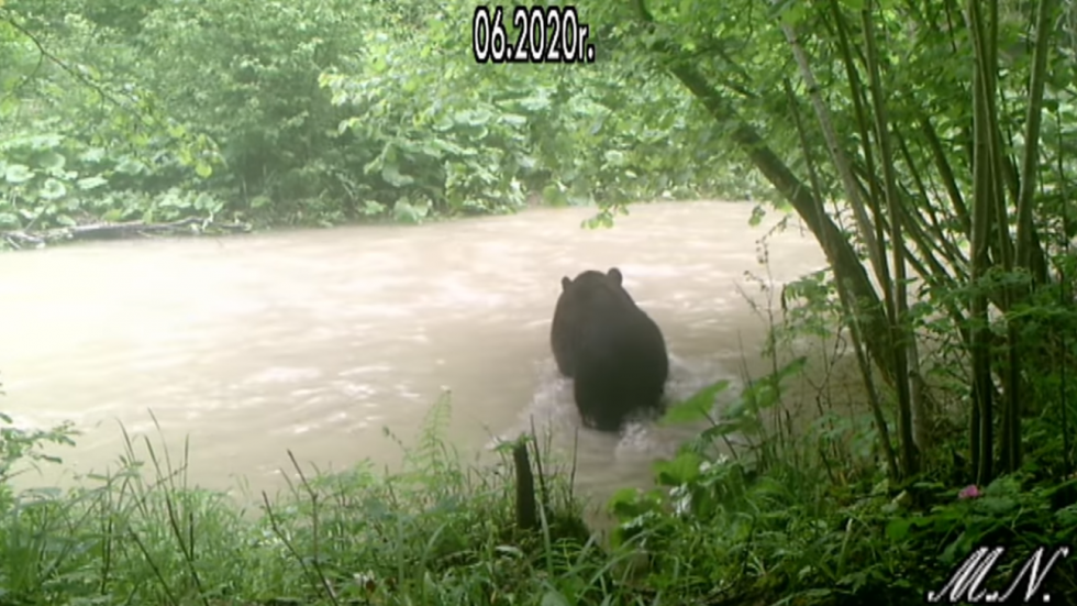 Bieszczadzki niedźwiedź przeprawia się przez potok [VIDEO] - Zdjęcie główne