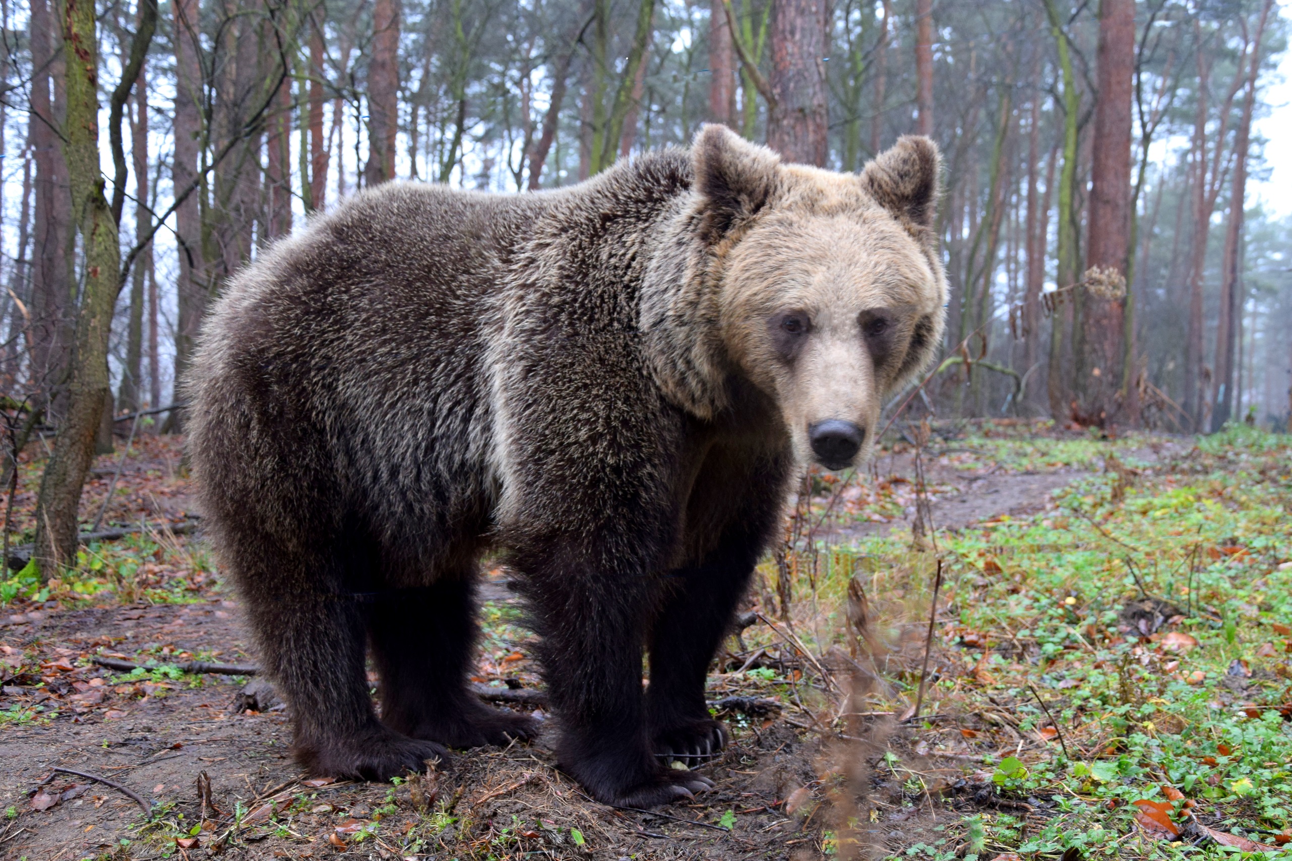 Niedźwiedzica Cisna pozdrawia z poznańskiego ZOO. Pamiętacie ją?  - Zdjęcie główne