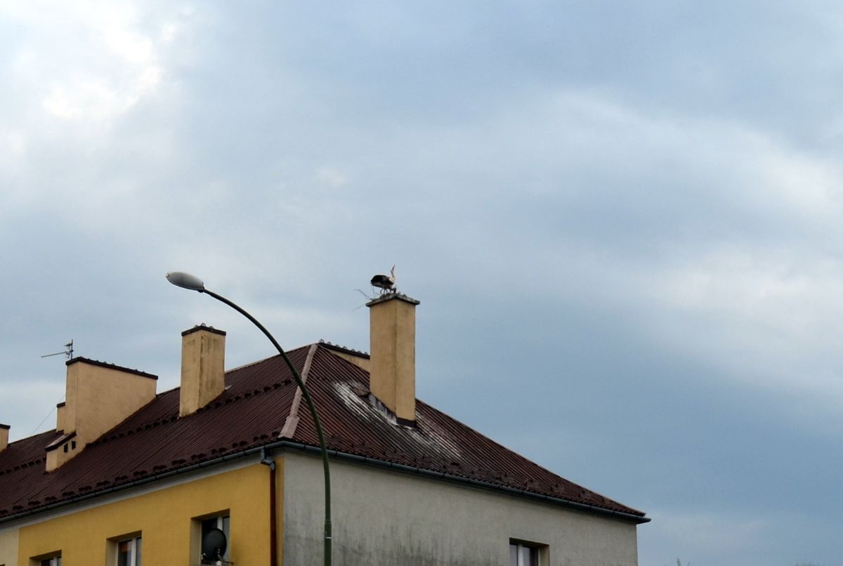 Bocianie gniazdo było tu od wielu lat teraz je zniszczono [FOTO] - Zdjęcie główne