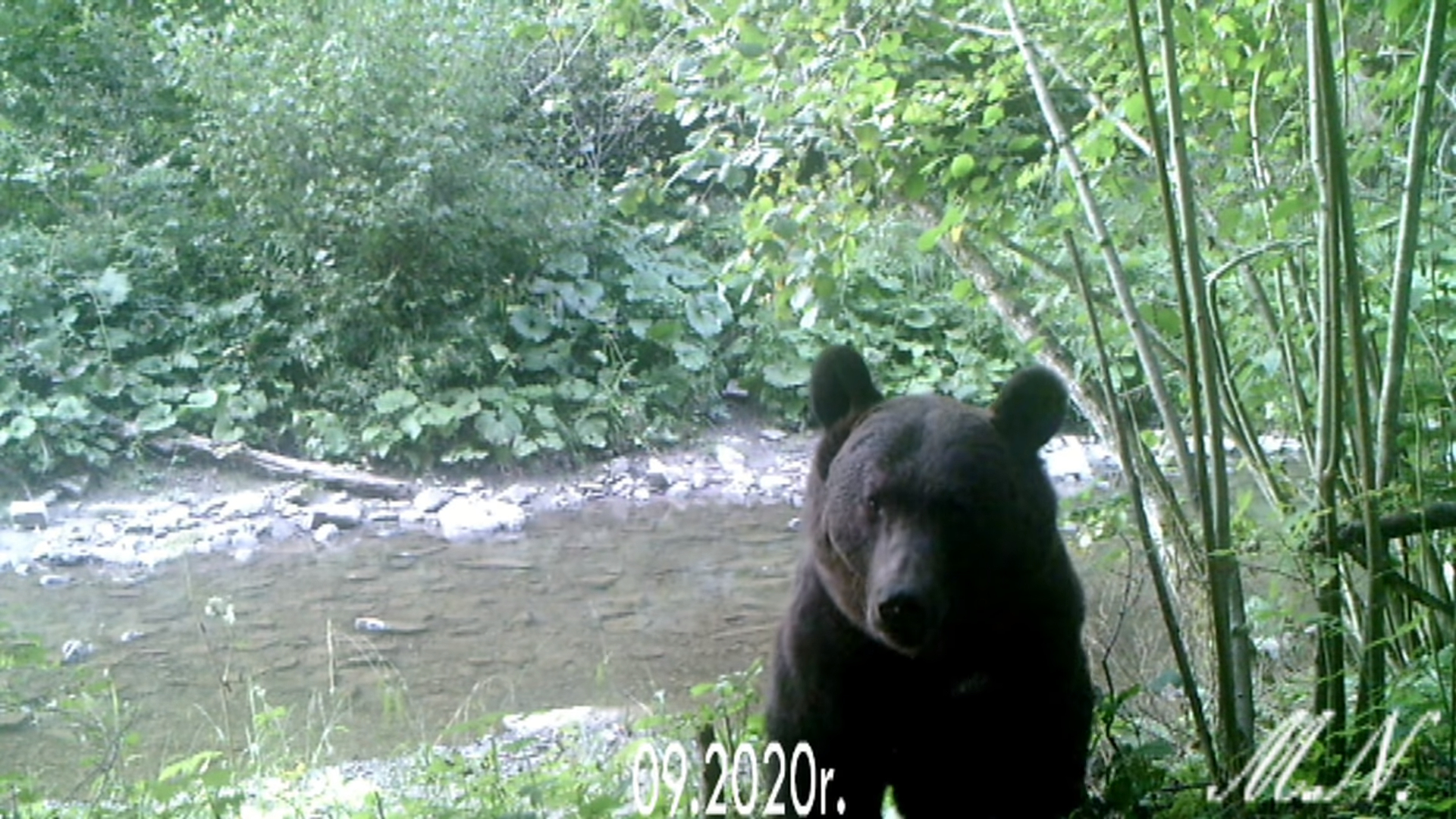 Bieszczady. Oko w oko z niedźwiedziem brunatnym [VIDEO] - Zdjęcie główne