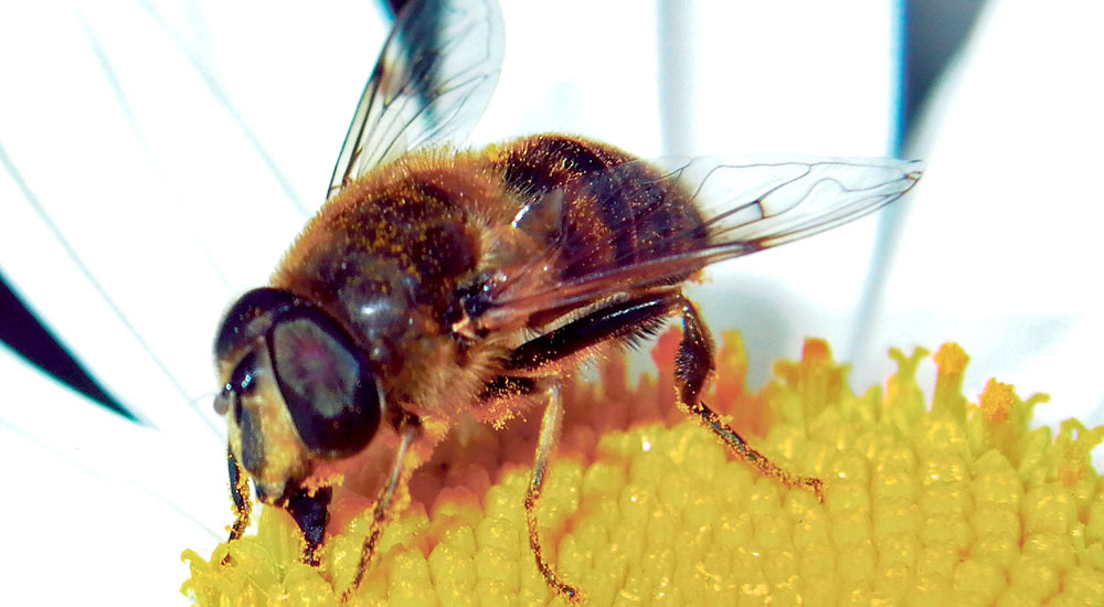 Pszczoły w zagrożeniu - Zdjęcie główne