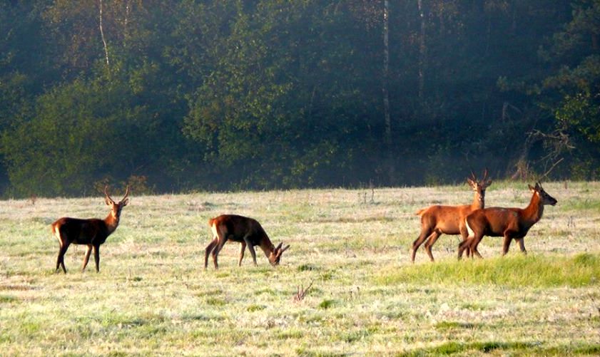 Feeria kolorów, śnieg i sarenki - Dzikie Bieszczady [ZDJĘCIA] - Zdjęcie główne