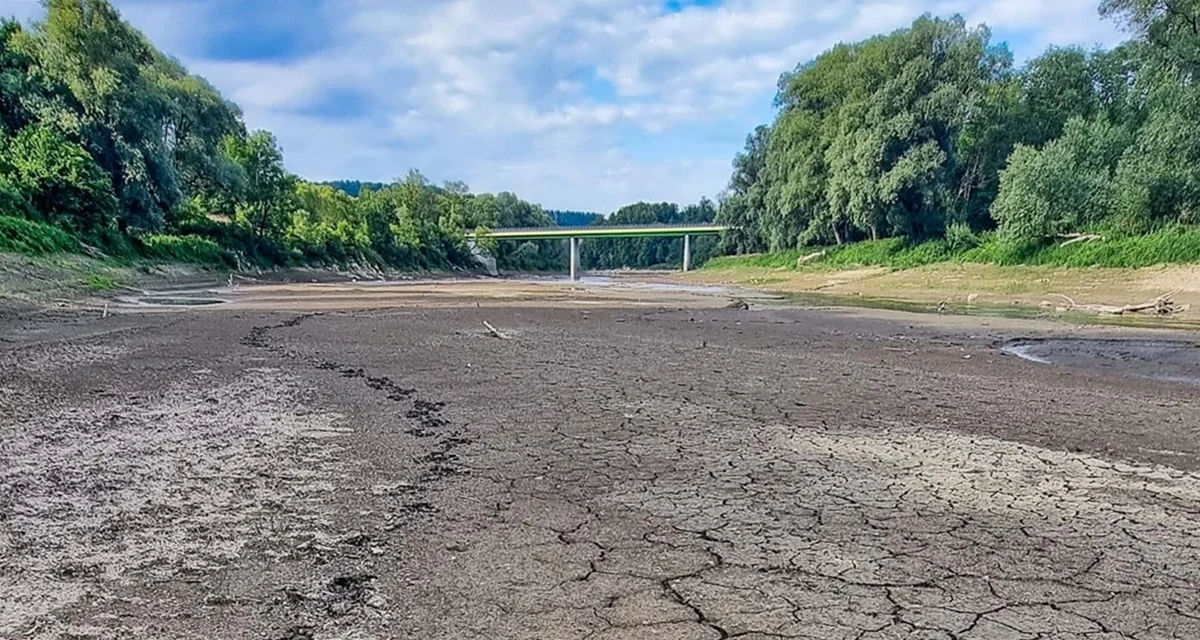 Wyschnięte koryto Sanu w Rajskiem. Można suchą stopą przejść po dnie! - Zdjęcie główne