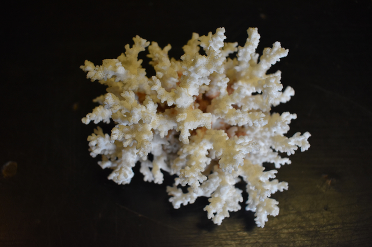 Koralowiec w Korczowej, pławikonik japoński w Medyce - Zdjęcie główne
