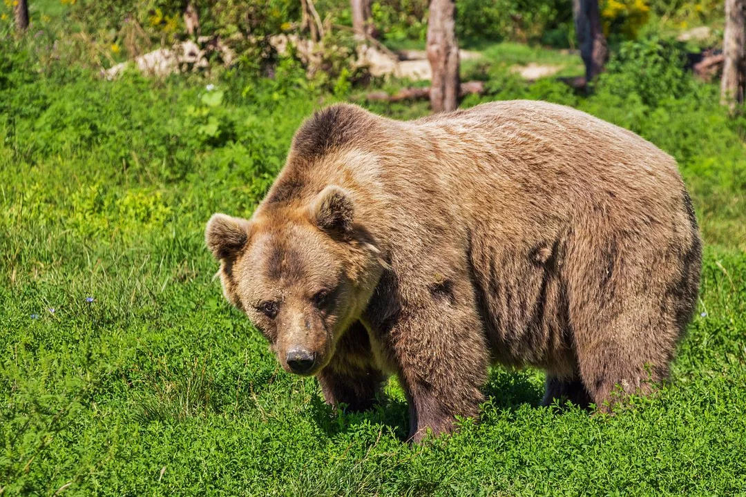 Niedźwiedzica jest obecnie w okolicach Lisznej   - Zdjęcie główne